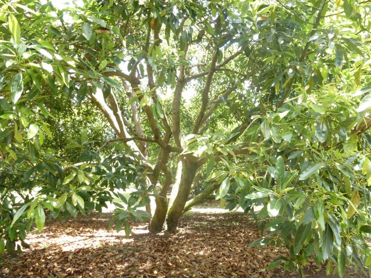 Paradise Grove Whangamata Buitenkant foto