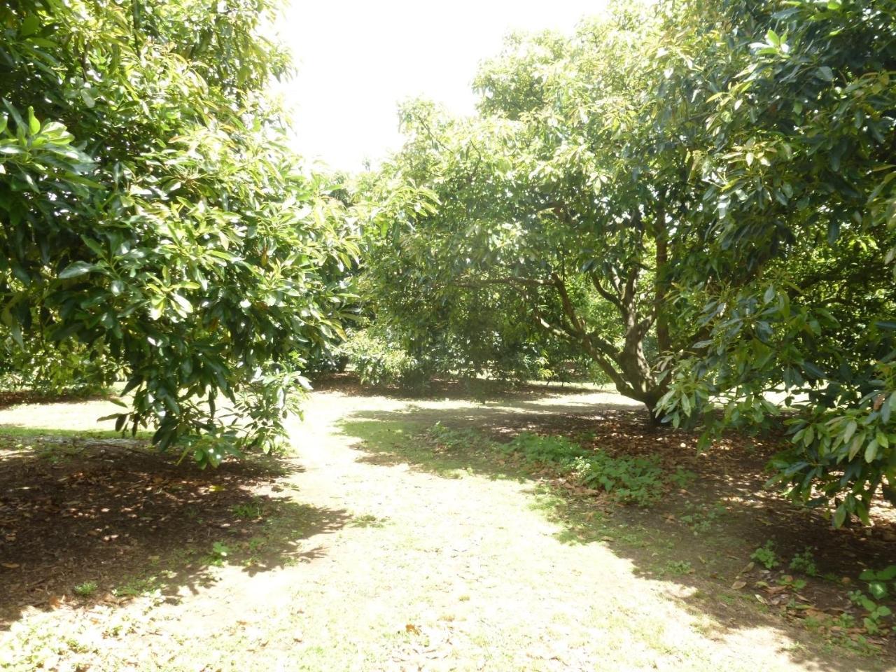 Paradise Grove Whangamata Buitenkant foto